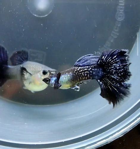 Gupik Blue Dragon Snakeskin Dumbo - Polskie - Piękne!