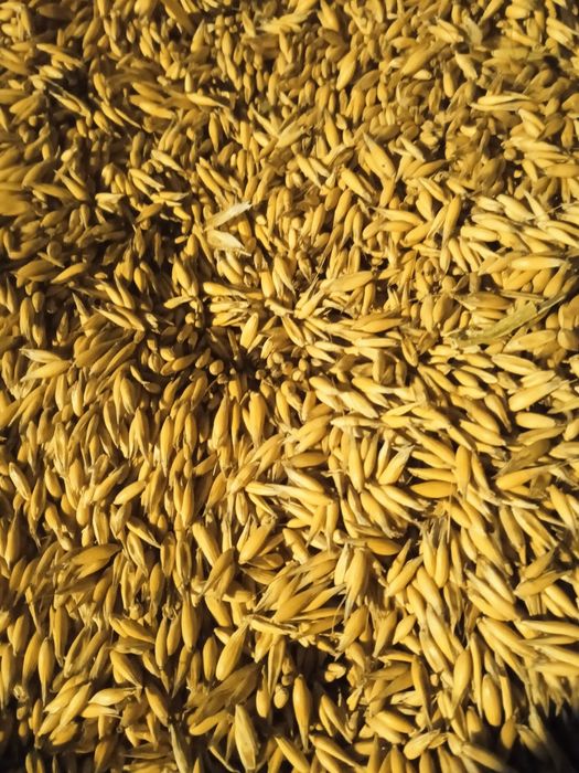 ...Sprzedam Owies ...