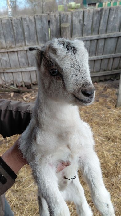 Продам двох козликів