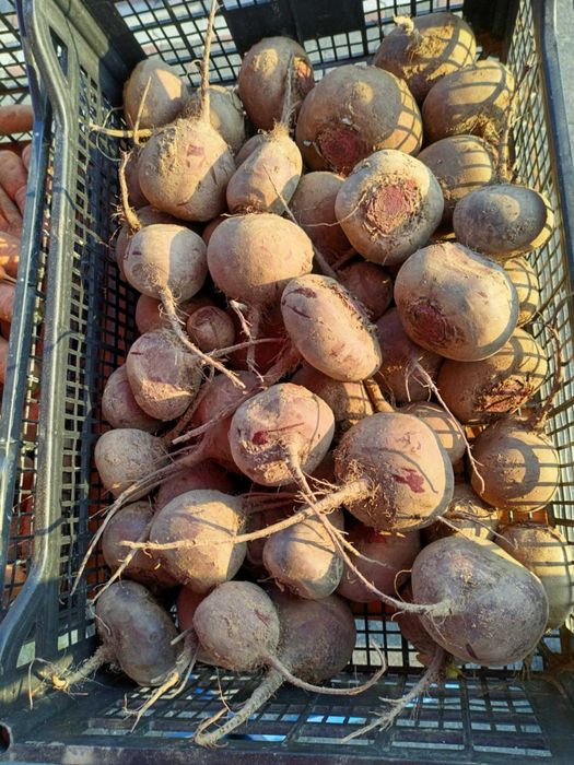 Burak czerwony okrągły/ podłużny