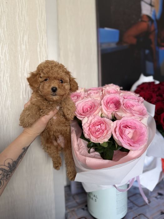 Мальтіпу міні хлопчик