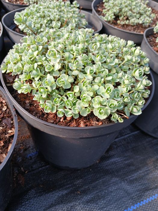 Rozchodnik Rose kwitnący