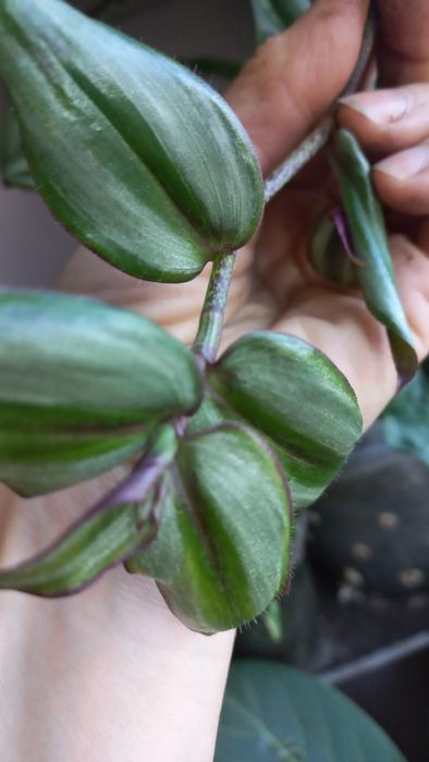 Традесканції різні