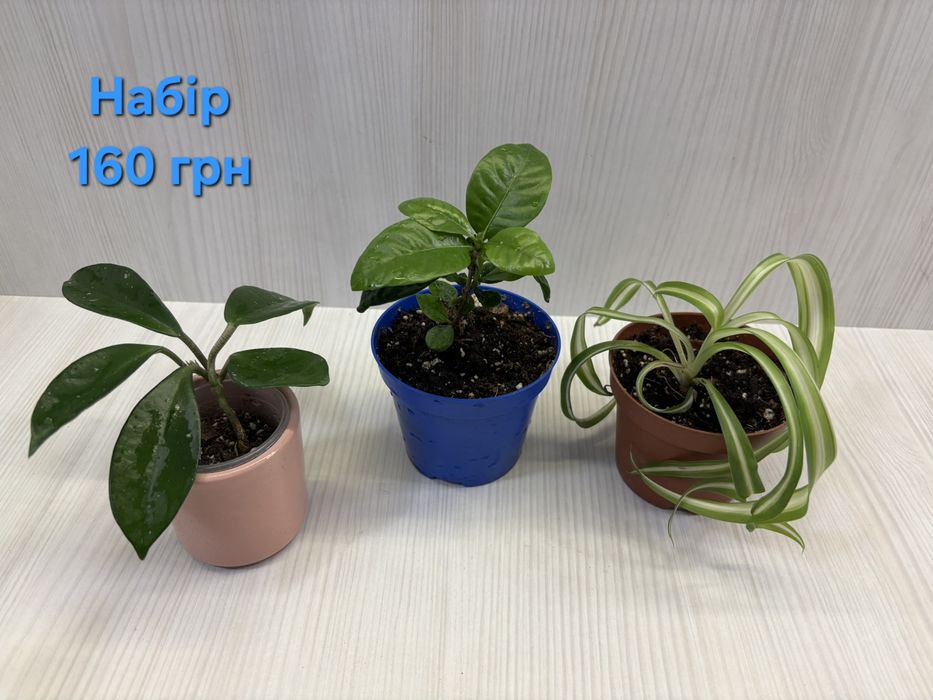 Набір кімнатних квітів