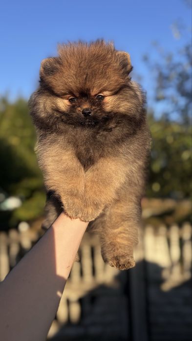 Яскраве цуценя померанського шпіца