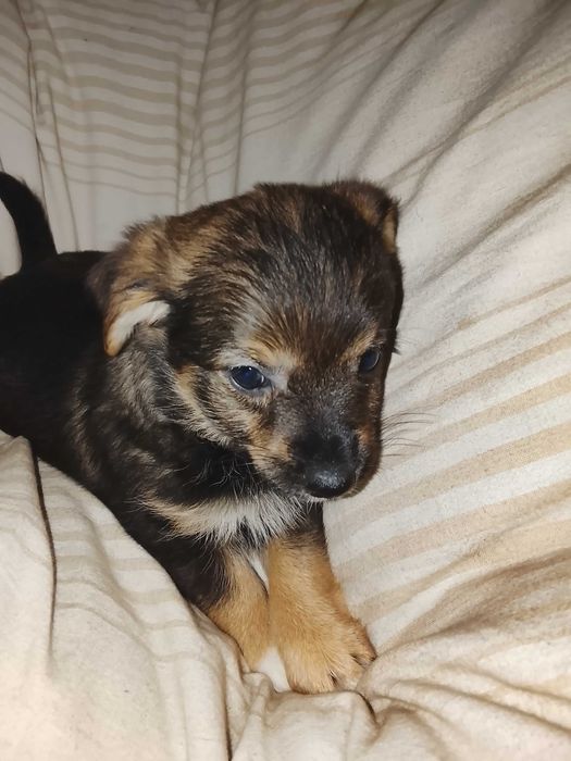 Oddam za darmo szczeniaczki