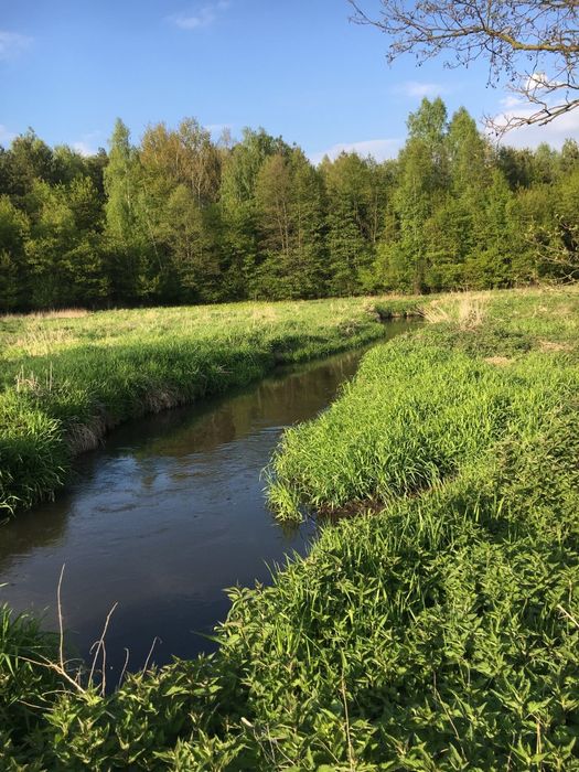 Ziemia rolna 2.5ha z dostępem do rzeki i lasu - Widok 3