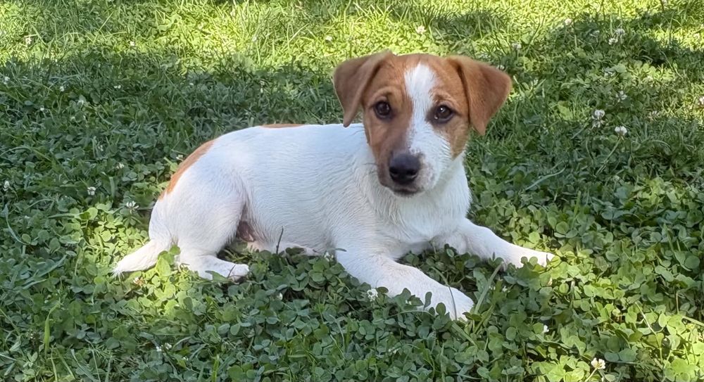 Jack Russell Terrier-przepiękna suczka Hera