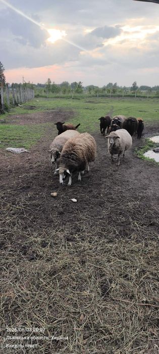 Продам сільськогосподарських тварин, вівці, барани, свині угорська мангалиця.