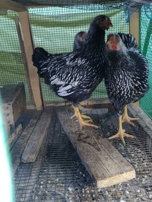 Продам інкубаційні яйця