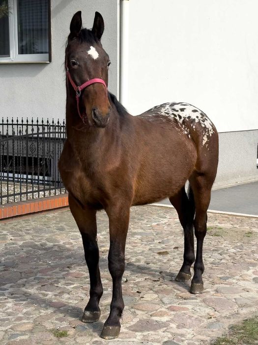 Klacz skarogniada