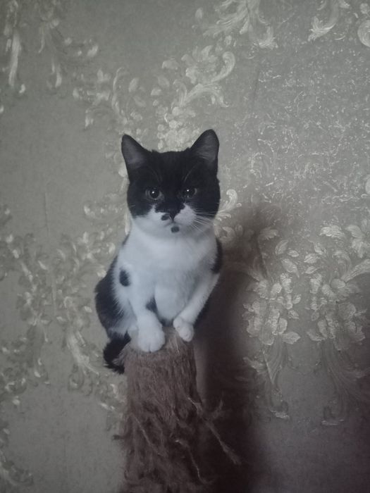 Кицюня маленька в добрі руки