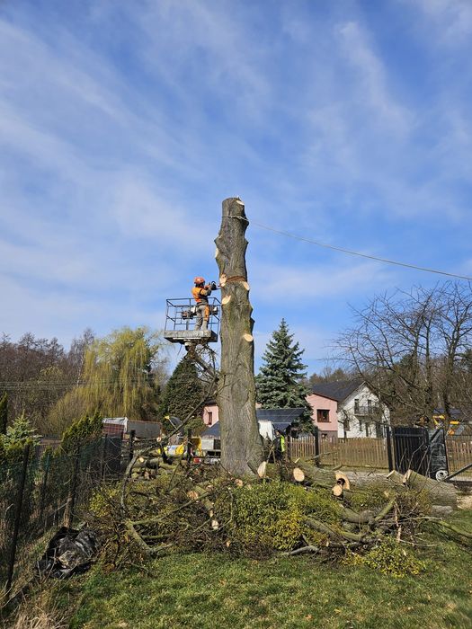 Wycinka drzew / oczyszczanie działek / przycinanie