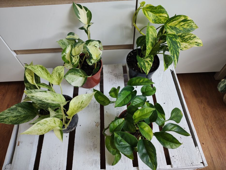 Epipremnum zestaw 3 sztuki hawaiian Snow queen Pinnatum variegata Marble Queen Happy leaf N’joy Global green