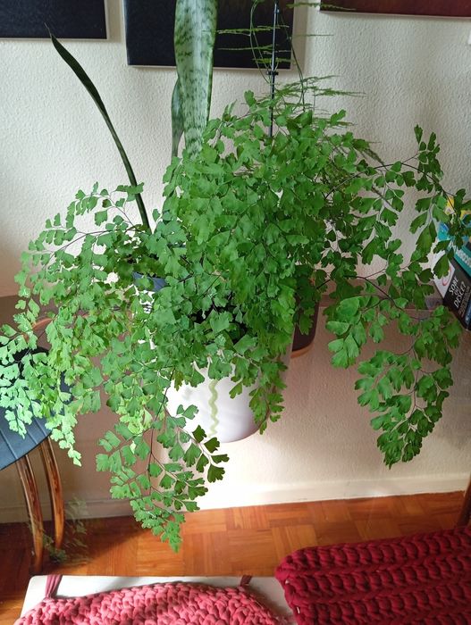 Avenca natural grande