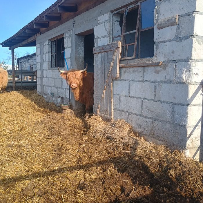 Zwierzęta -Bydlo