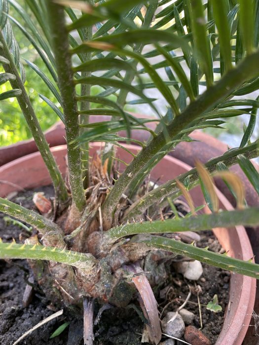 Planta Sika_estilo palmeira com crecimento lento