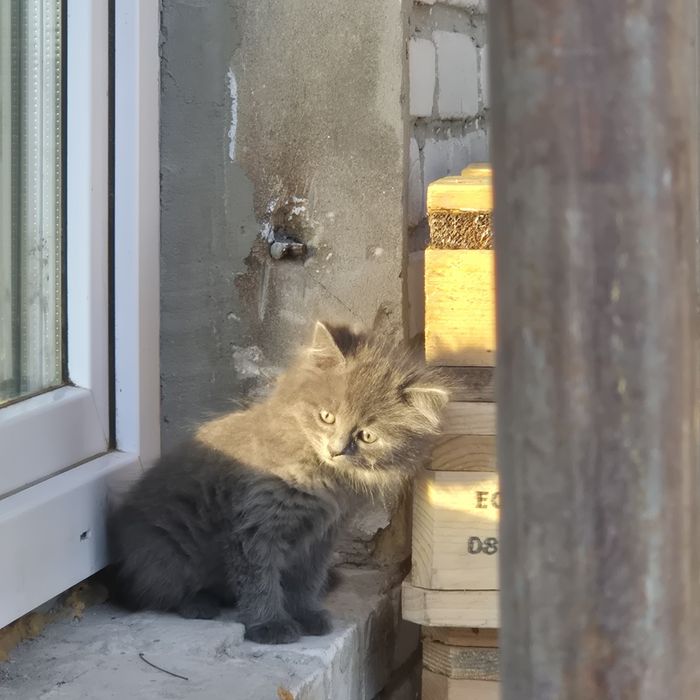 Кошенята в добрі руки