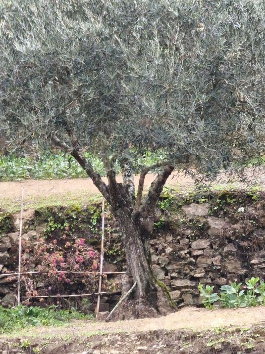 Vendo Oliveiras para jardim com várias hastes pra bonsai