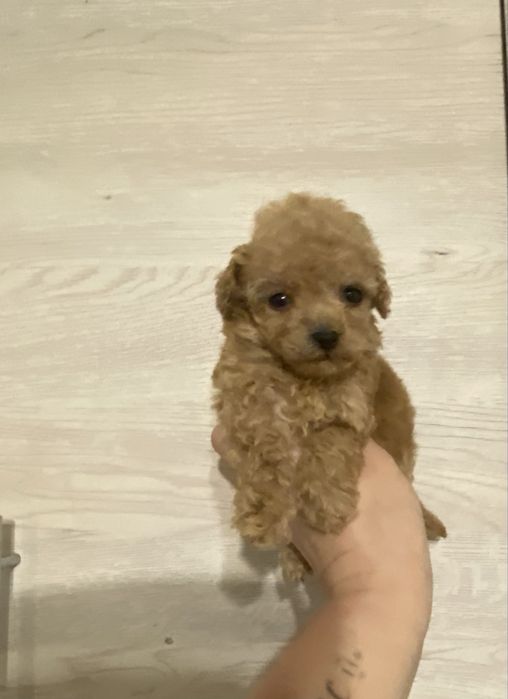 Маль типу хлопчик