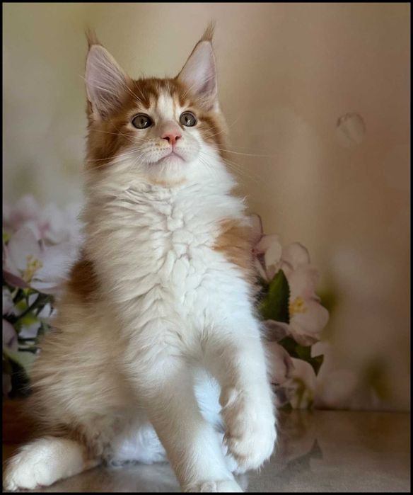 Kocurek Maine Coon Windor Już do odbioru