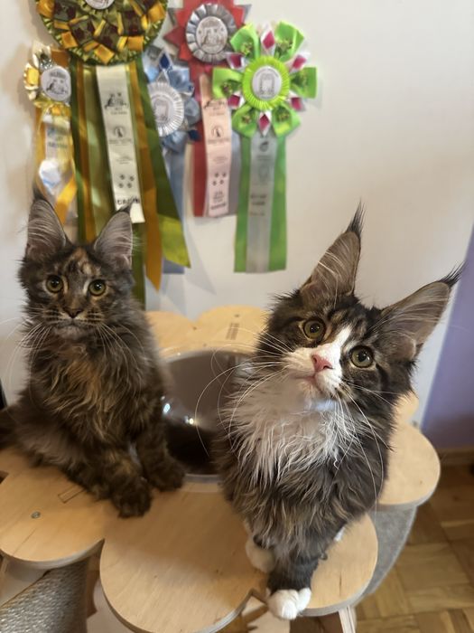 Дівчата Мейн кун