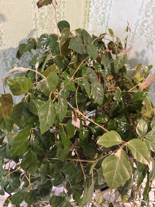 Циссус вазон домашний виноград