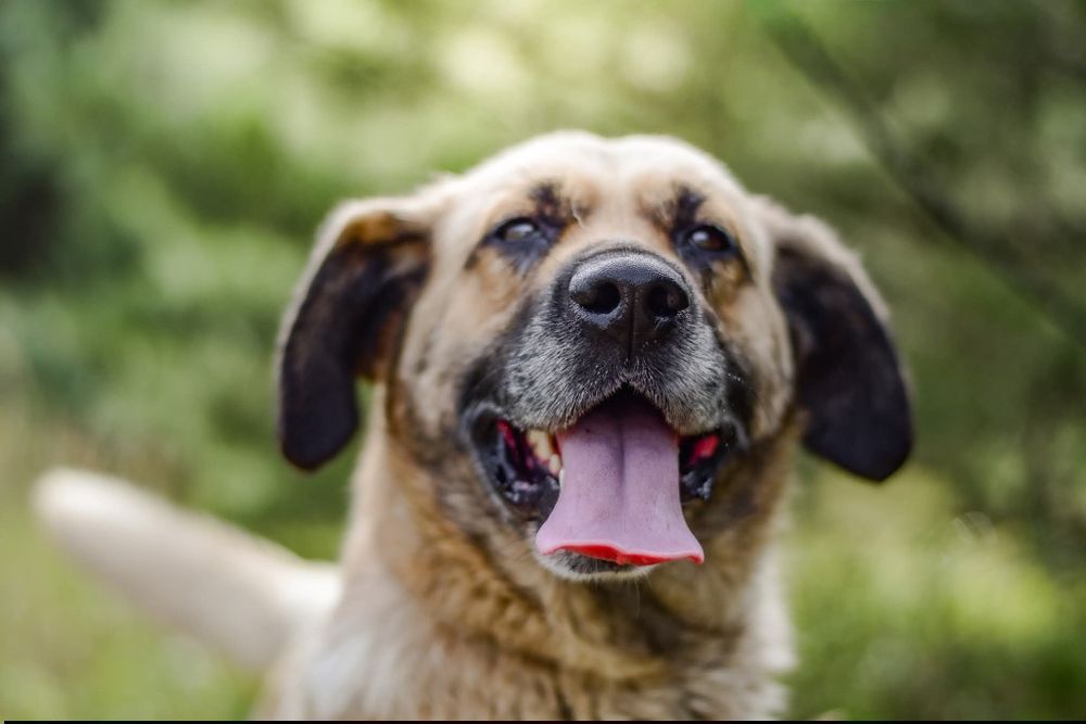 Odynek poleca się do adopcji