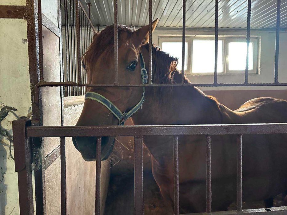 Продаж ранчо « Софія»