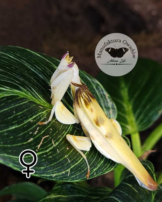 Hymenopus coronatus, modliszka storczykowa samica L4/5