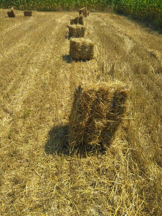 Słoma  i siano prasowana w kostkach