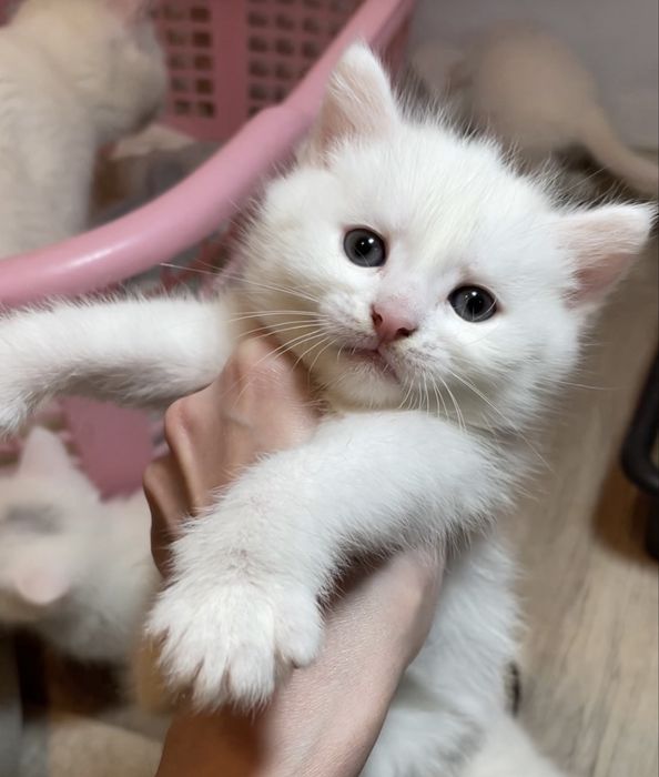 Котенок турецкая ангора девочка белая с вакцинами, паспортом, чипом