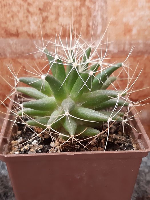 Детки кактус, кактусы