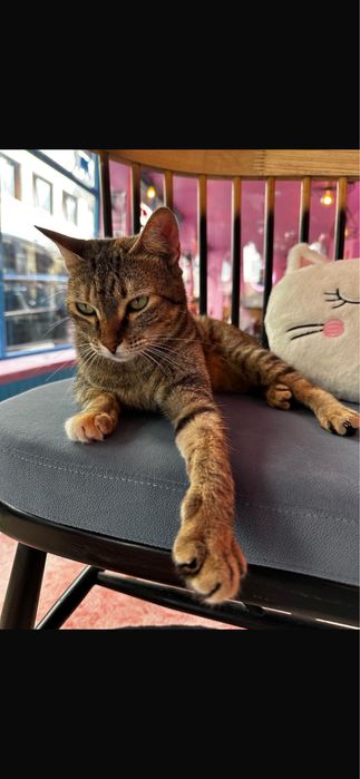 Gata para adoção responsável