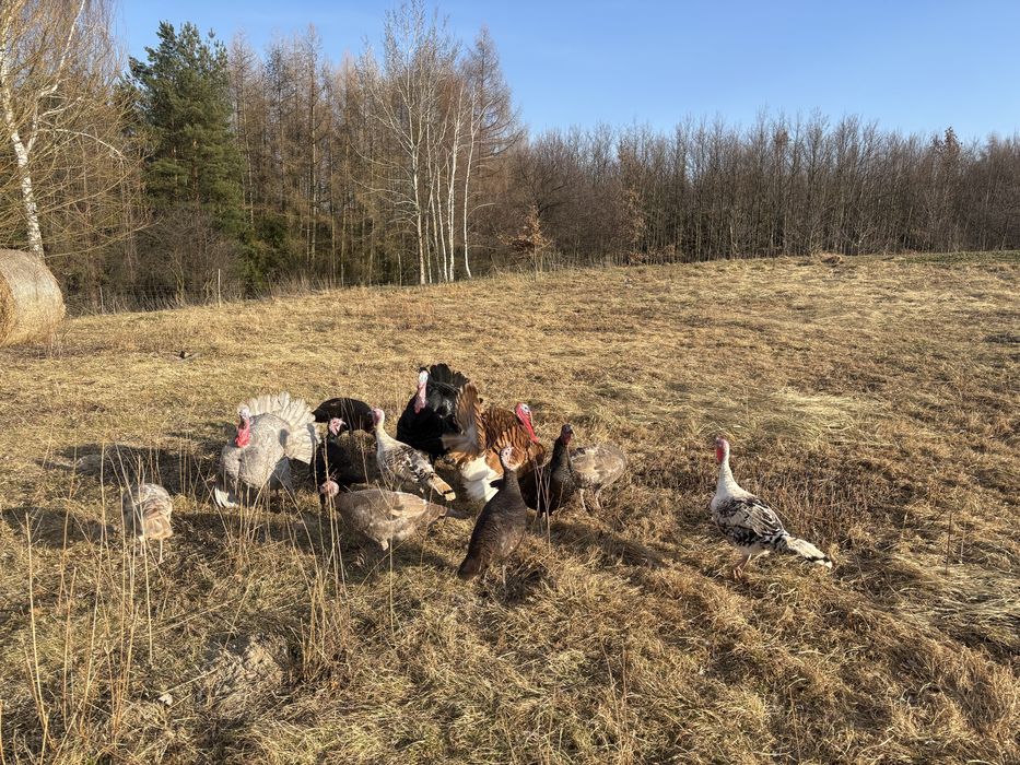 Jaja lęgowe oraz pisklęta indyk staropolski