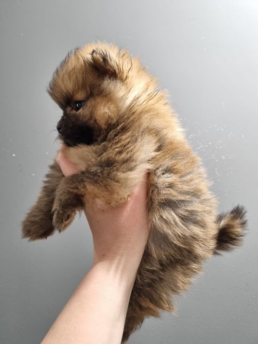 Piesek pomeranian szpic miniaturowy  orange black