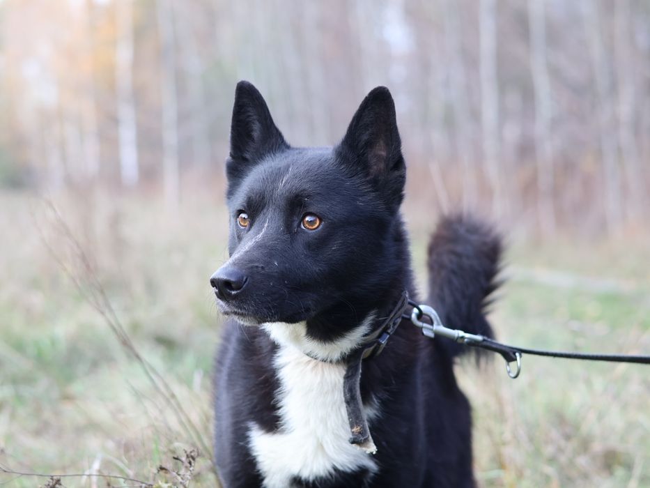 Piesek do adopcji HUGO