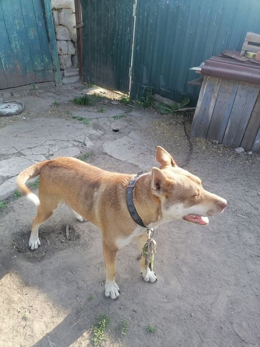 Собака, віддам в гарні руки