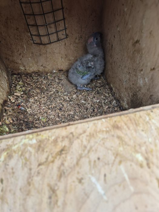 lori molucano  para criar a mão