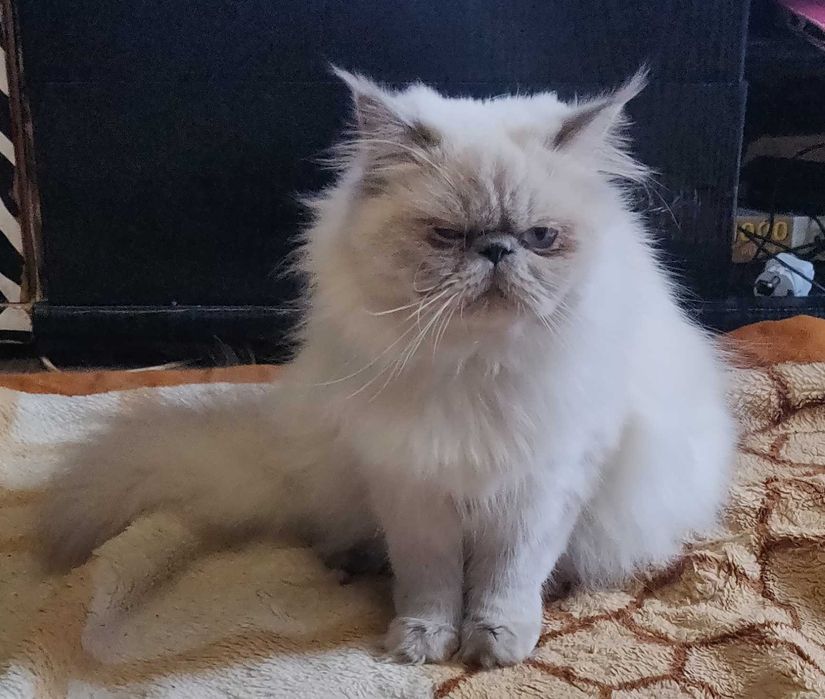 Персидський Пойнт блю