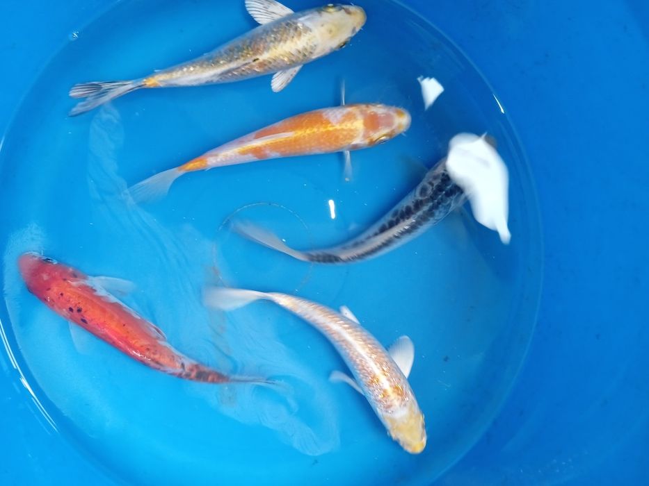 Carpa koi 15 a 17 cm