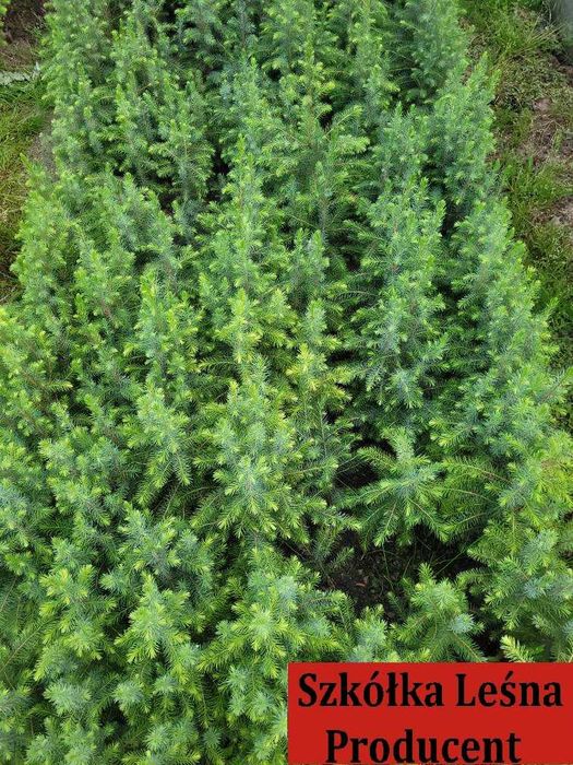 Świerk Serbski sadzonki *Picea omorika* swierk choinki wysylka