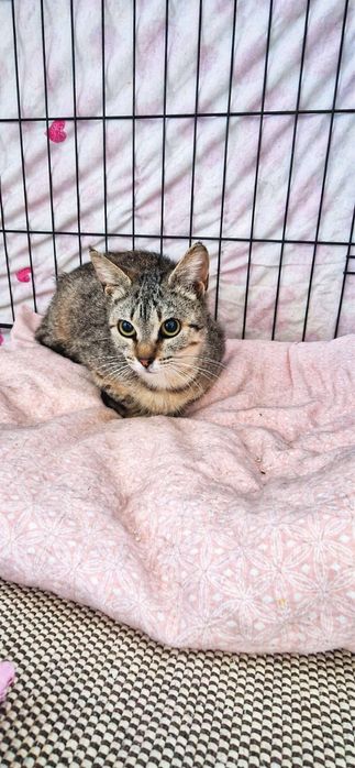 Gatinha abandonada para Adoção!
