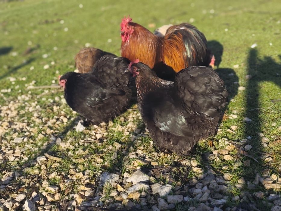 Ovos pekins incubação