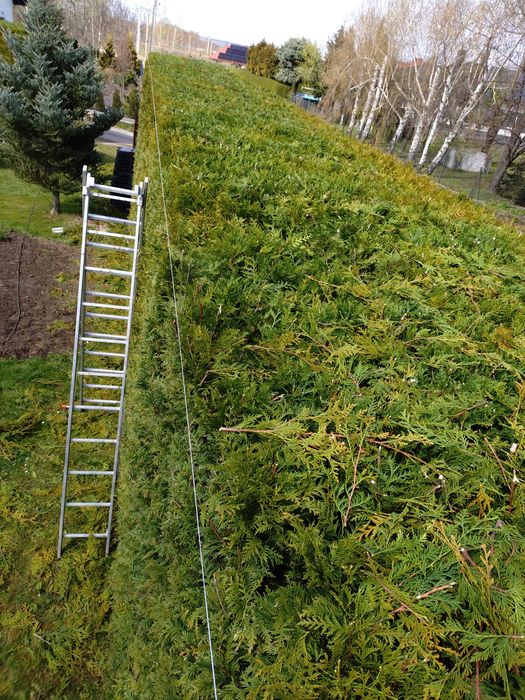 Wycinka drzew , przycinanie tuj , koszenie , pielęgnacja ogrodu  , wyw