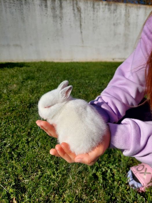 Coelhos anões bebés 1 mês