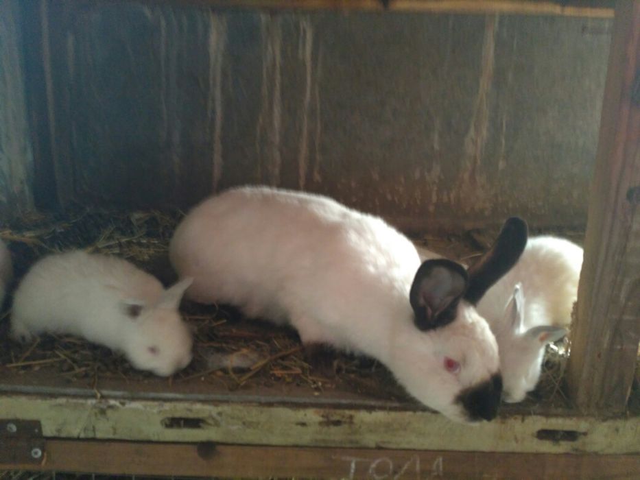 Продам Кролики кролі