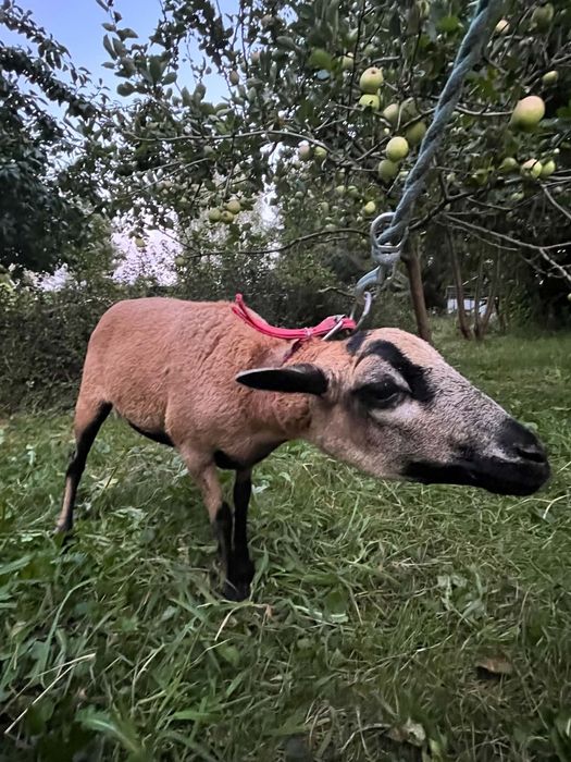 Sprzedam owce kameruńską