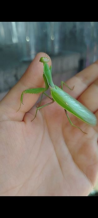 Hierodula transcaucasica хижа комаха
