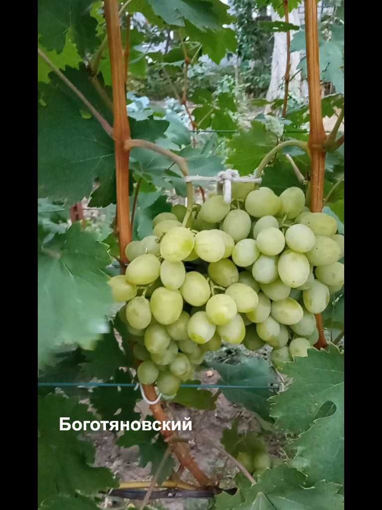 Саджанці винограду та черенки. Саженцы винограда.: 60 грн. - Сад ...